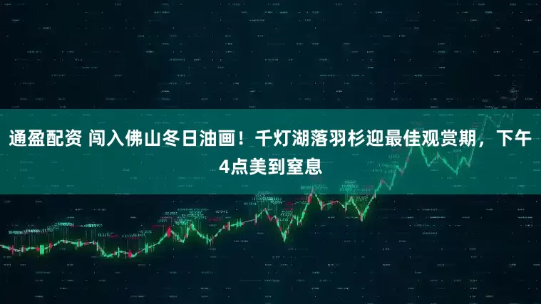 通盈配资 闯入佛山冬日油画！千灯湖落羽杉迎最佳观赏期，下午4点美到窒息